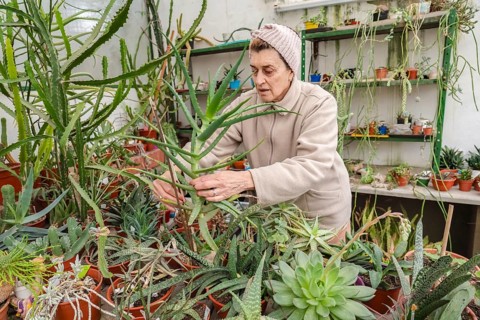 Focused older woman in pink knit headband carefully handles tall aloe plants with both hands inside