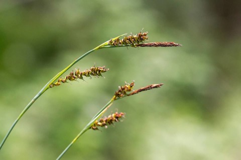 Cyperaceae, millet harrow, sour grass, carex panicea, carnation sedge, flora, plants, plants