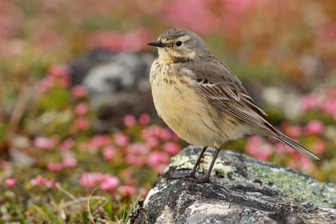 American Pipit (Anthus rubescens) perched on the tundra in Nome, Alaska
