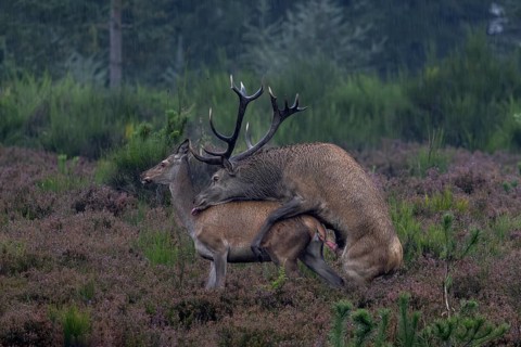 A successful red deer (Cervus elaphus) mating in the pouring rain on a heathland area, red deer