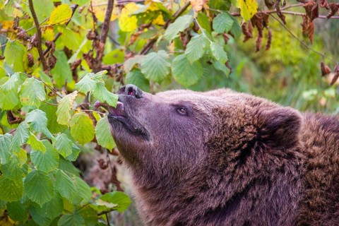 An adult female brown bear (Ursus arctos arctos) eating leaves from a birch tree