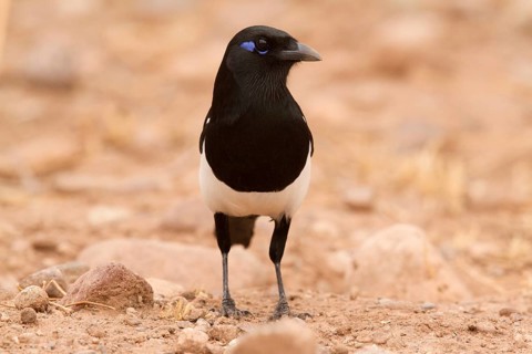Eurasian Magpie (Pica pica mauritanica), Morocco