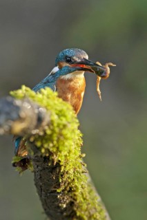 Common Kingfisher (Alcedo atthis) juvenile male, Netherlands