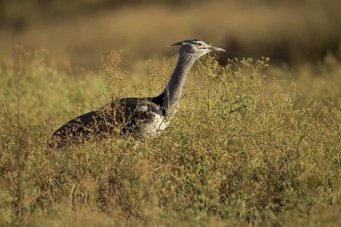 Kori Bustard (Ardeotis kori struthiunculus) male, Oromia, Ethiopia