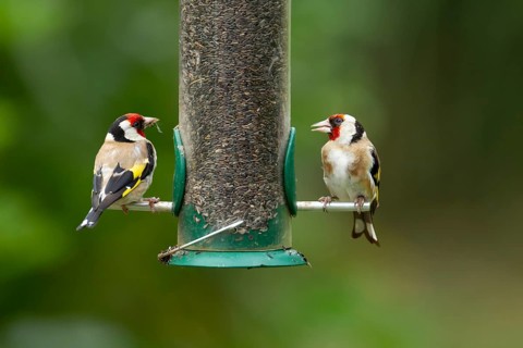 European goldfinch (Carduelis carduelis) two adult garden birds on a niger seed feeder, England,
