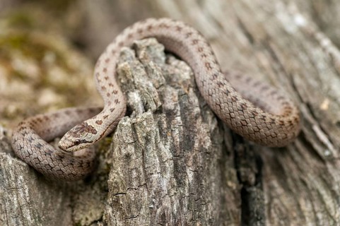 Coronella Austriaca, smooth snake, critters, reptilia, reptilia, reptiles, snakes, snakes