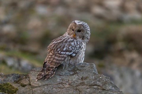 One tawny owl or brown owl (Strix aluco) sitting on a rock and looking for prey