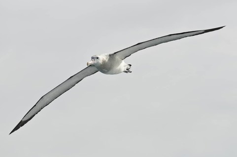 Wandering Albatross (Diomedea exulans), Antarctica