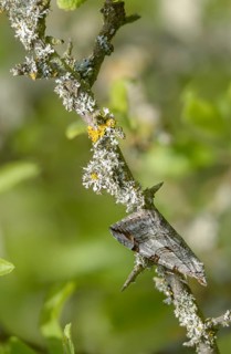 Aplocera plagiata, defoliating moth, large St. John's wort tensioner, St. John's wort inchworm,