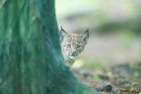 Eurasian lynx (Lynx lynx) youngsters (cub) peeks out from behind a tree in a forest, Bavaria,