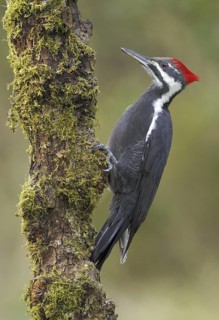 Pileated Woodpecker (Dryocopus pileatus), British Columbia, Canada