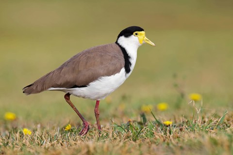 Masked Lapwing (Vanellus miles), Victoria, Australia