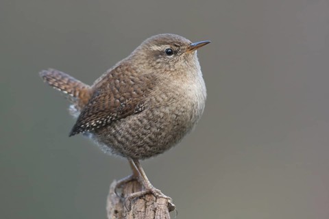 Eurasian Wren (Troglodytes troglodytes), Baden-Wuerttemberg, Germany