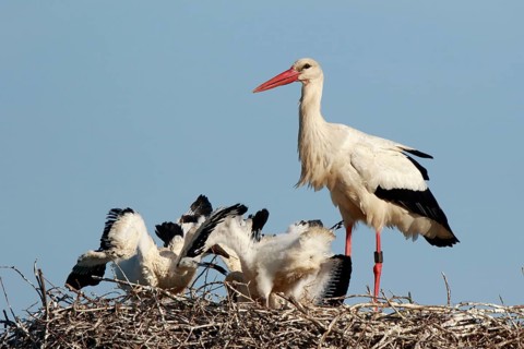 White Stork (Ciconia ciconia) with chicks in nest, North Rhine-Westphalia, Germany