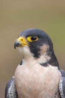 Portrait of an adult Peregrine falcon, Falco peregrinus peregrinus