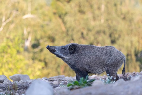 One adult wild boar or wild pig (Sus scrofa) walking over an opening with a forest in first