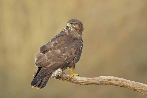 Common buzzard (Buteo buteo), sitting on a branch, Wilnsdorf, North Rhine-Westphalia, Germany