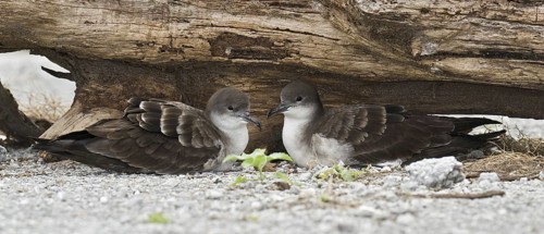 Wedge-tailed Shearwater (Ardenna pacifica), Hawaii, USA