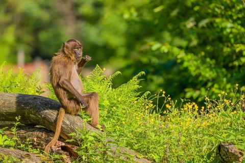 A male Gelada (Theropithecus gelada), or bleeding-heart monkey sits on a log lying in dense green