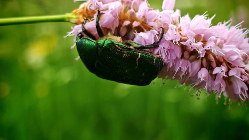 A dazzling green rose chafer (Cetonia aurata) with a golden sheen, captured in close-up on a pink