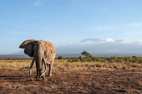 African elephant (Loxodonta africana) in picturesque landscape with the summit of Mount