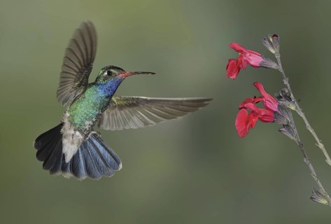 Broad-billed Hummingbird (Cynanthus latirostris), Arizona, USA