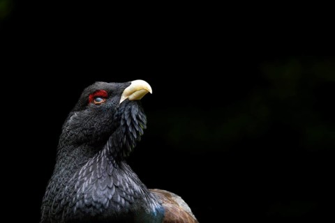 Bird in profile with a red eye patch and dark plumage against a dark background, capercaillie