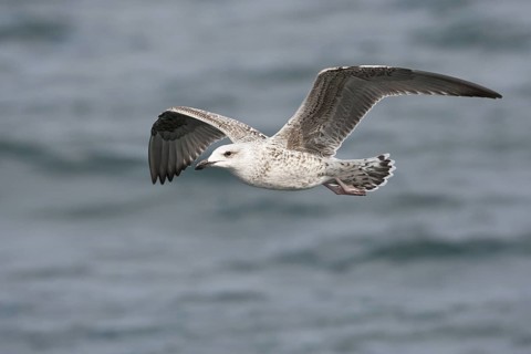 Great Black-backed Gull (Larus marinus) juvenile flying, North Sea, Germany