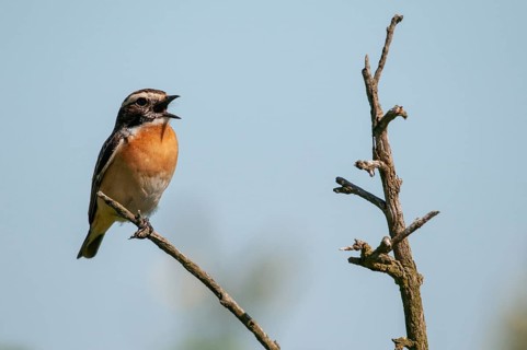 Brandenburg, whinchat, post-mining landscape, Nabu, national natural heritage, Grünhaus natural