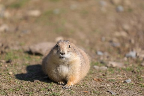 One black-tailed prairie dog sitting on sandy terrain, searching for food on a bright sunny day