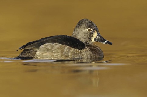 Ring-necked Duck (Aythya collaris) female, British Columbia, Canada