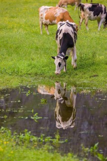 Holstein Friesian cattle stand on a green meadow at a puddle and drink. A reflection of the cows