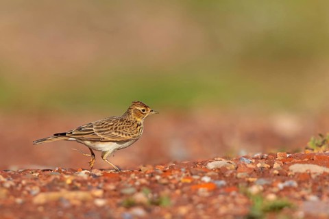 Skylark, Eurasian Sky Lark, Eurasian Skylark, Alauda arvensis, Alouette des champs, Alondra Com?n,