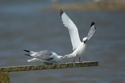 Black legged kittiwake (Rissa tridactyla) two adult seabird birds squabbling on a wooden post,