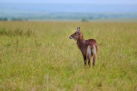 An antelope stands in the vast grasslands of the savannah, surrounded by green grass: a Defassa