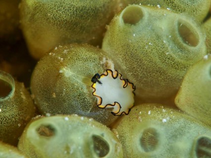 A small, fringed flatworm, the yellow-and-white spiral worm (Pseudobiceros), on a sea sponge. Dive