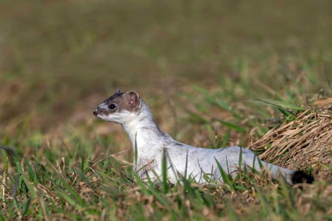 Ermine or Eurasian weasel (Mustela erminea), moulting from winter to summer coat, Münster, Tyrol,