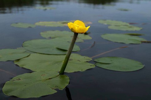 Brandy bottle, yellow pond mummel, nuphar lutea, nymphaeaceae, water lily family, pond cord, pond