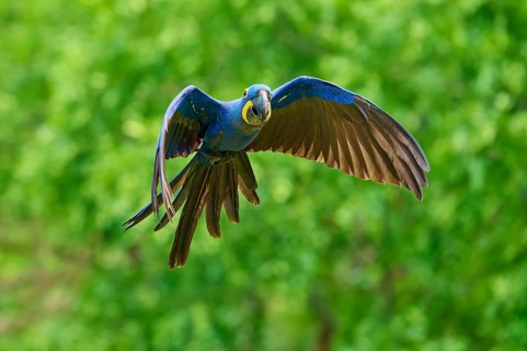 A blue hyacinth macaw flies against a green background, Hyacinth Macaw (Anodorhynchus