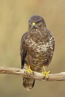 Common buzzard (Buteo buteo), sitting on a branch, Wilnsdorf, North Rhine-Westphalia, Germany