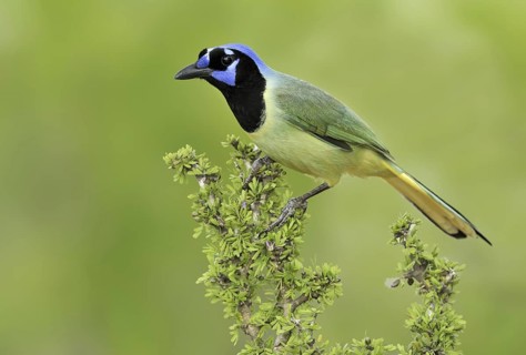 Green Jay (Cyanocorax luxuosus), Texas, USA