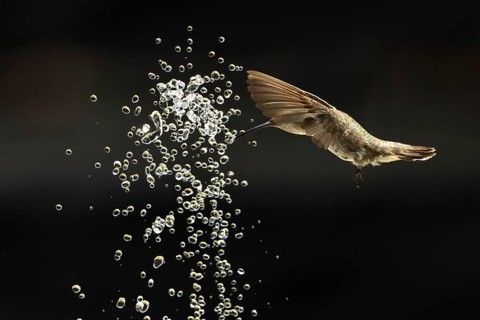 Anna's hummingbird (calypte anna) enjoying the water fountain drops