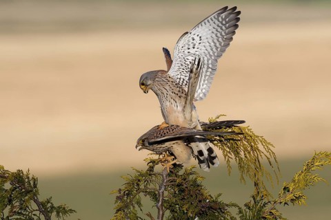 Common Kestrel (Falco tinnunculus) pair mating, Saxony, Germany