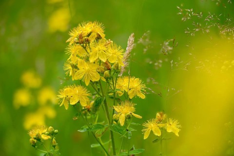 Detected St. John's wort, common St. John's wort, hardhay, hypericaceae, hypericum perforatum, St.