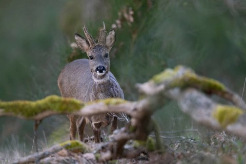 Roebuck in spring, Bitburg, Rhineland-Palatinate, Germany