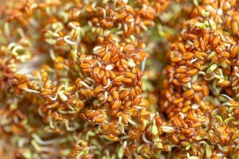 Close-up of growing garden cress seedlings (Lepidium sativum)