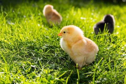 Chicks of domestic fowl (Gallus gallus domesticus) in the meadow