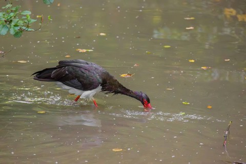 A black stork, Ciconia Nigra, stands in a shallow stream looking for food