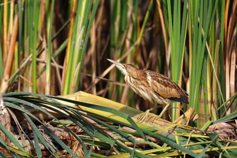 Little Bittern (Ixobrychus minutus) juvenile foraging, Saxony-Anhalt, Germany