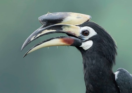 Oriental Pied Hornbill (Anthracoceros albirostris) young male, Darjeeling, India